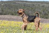 AIREDALE TERRIER 219